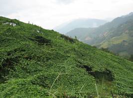 A Investigation to Luohanguo Plant Base in Huitong County