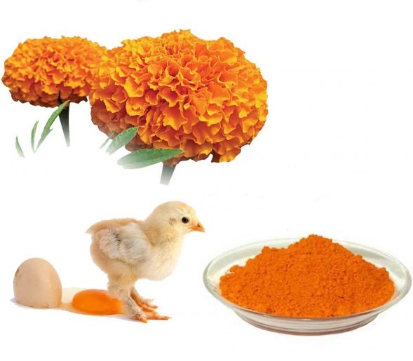 Marigold Flower Powder supplier Marigold Flower Powder supplier