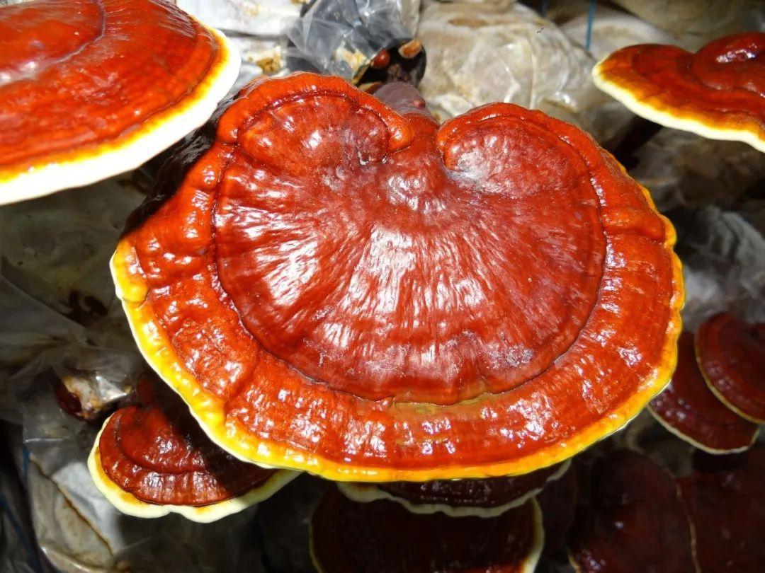 Ganoderma Mushroom