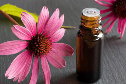 Echinacea Extract