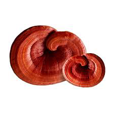 Reishi Mushroom