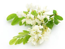 Sophora Japonica Extract