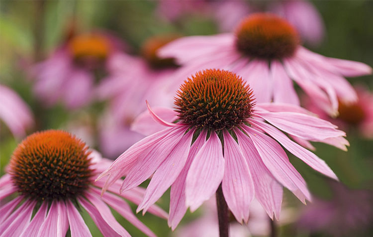 Echinacea Extract