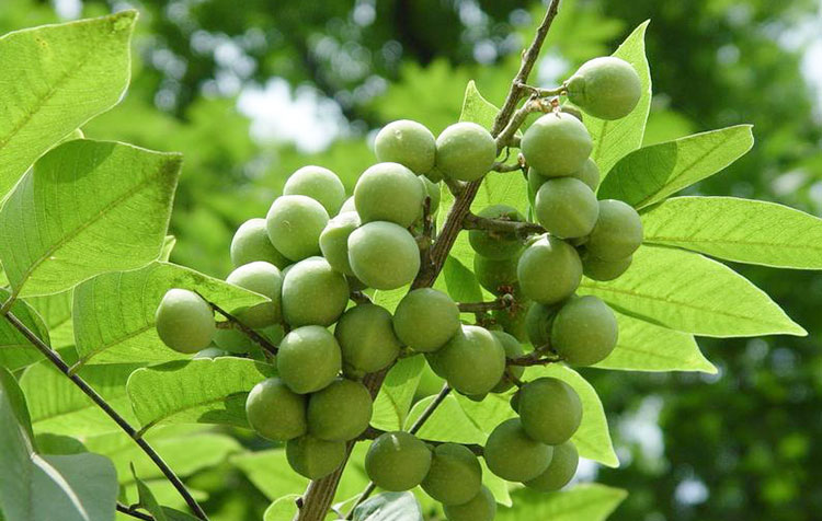 Soapnut Extract