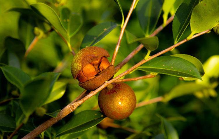 Tea Seed Extract