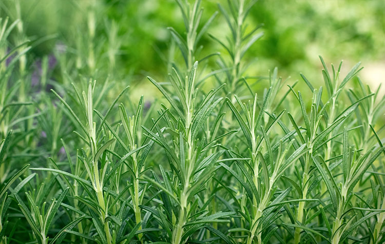 Rosemary Extract