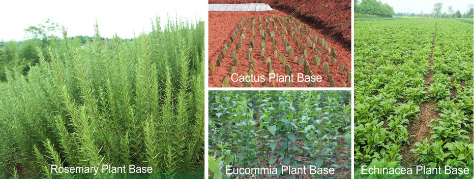 Naturalin GAP Plant Bases Glances Naturalin GAP Plant Bases Glances